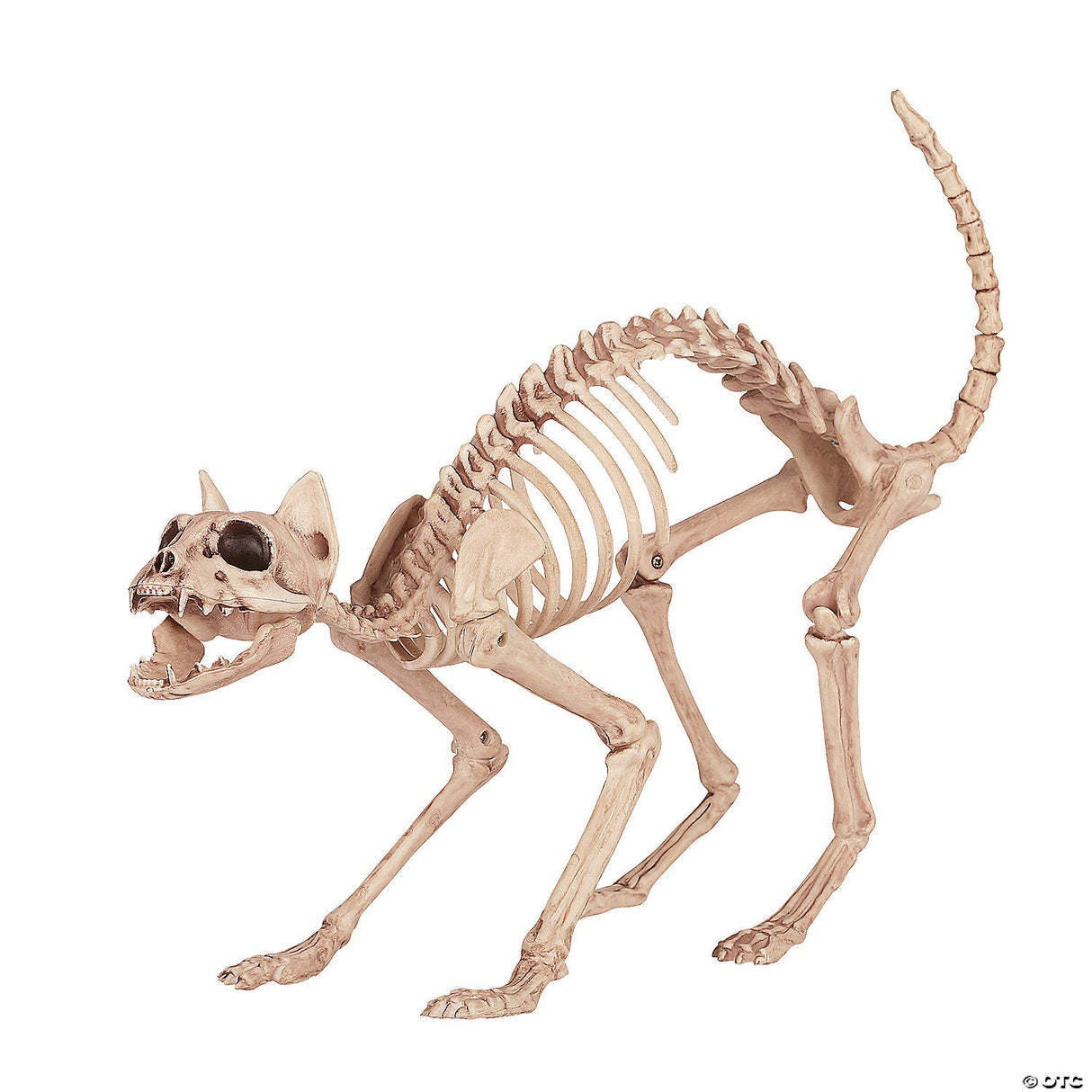 Skeleton Cat
