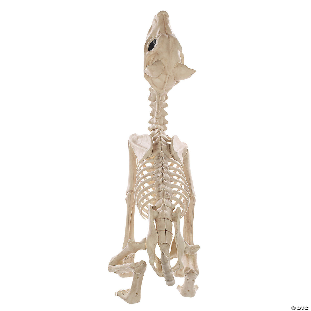 Howling Wolf Skeleton – Creepy Halloween Haunted House Decoration Prop