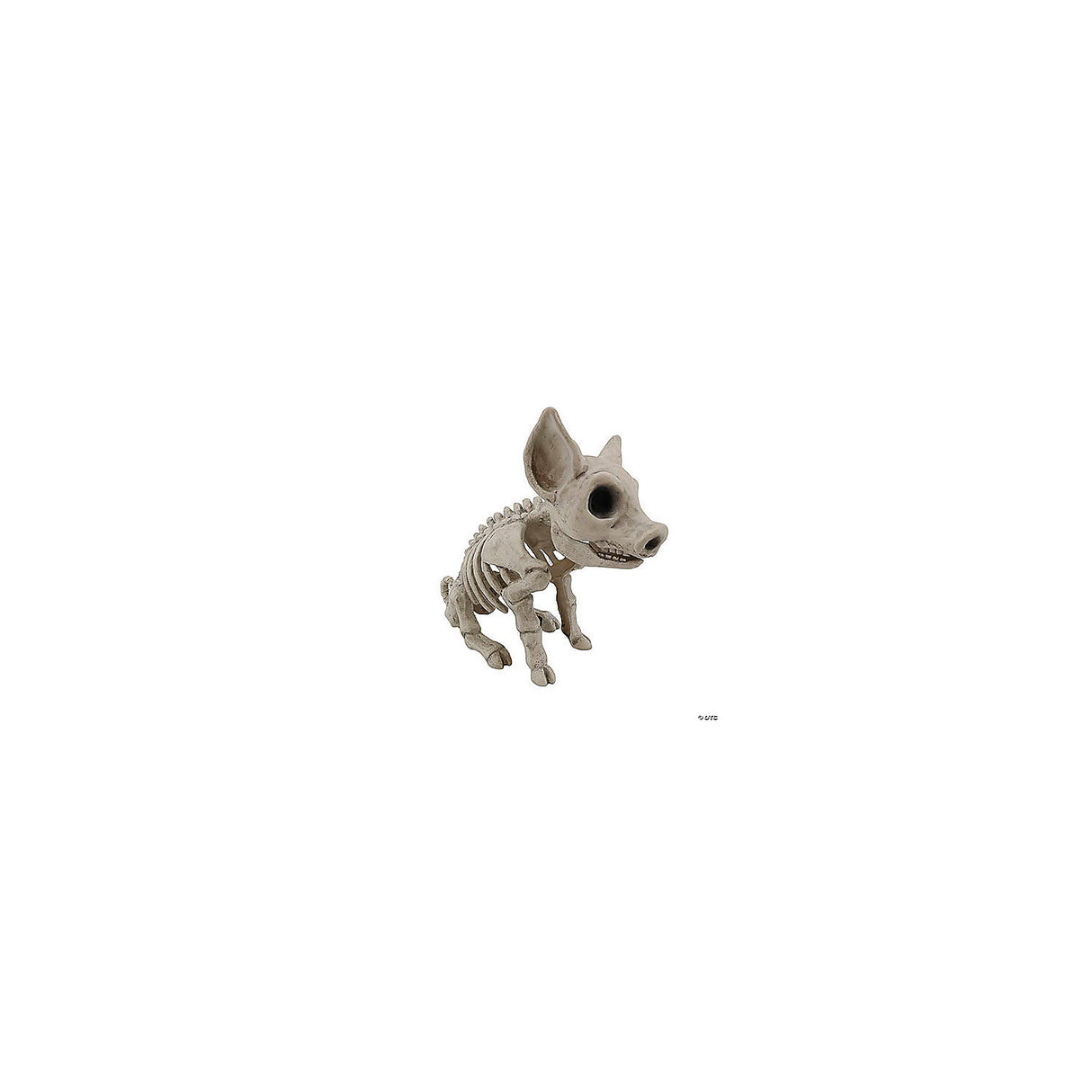 Pig Skeleton