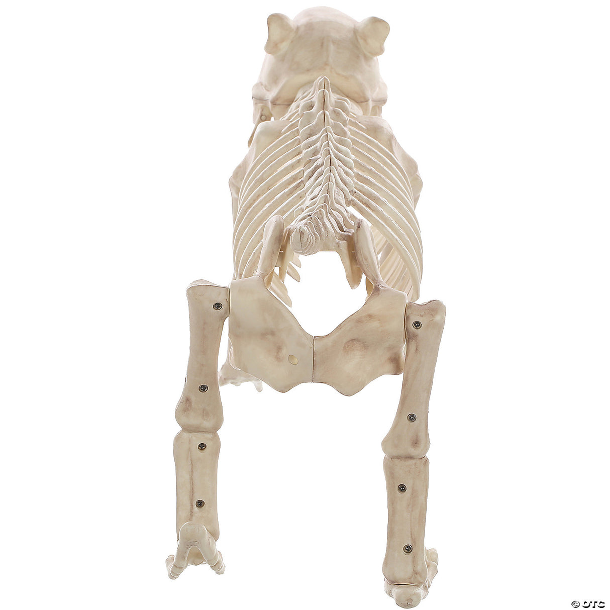 Skeleton Bones The Dog Prop