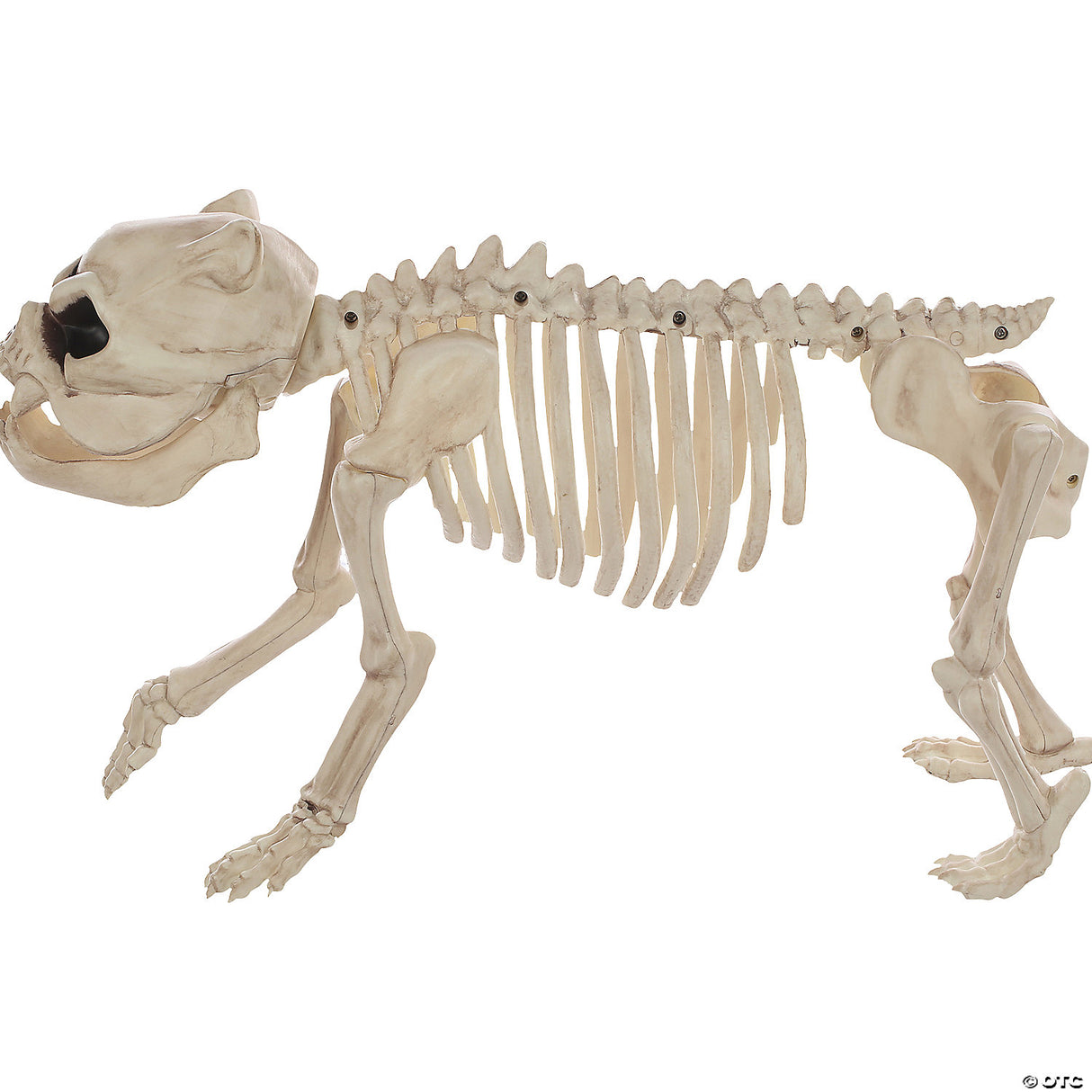 Skeleton Bones The Dog Prop