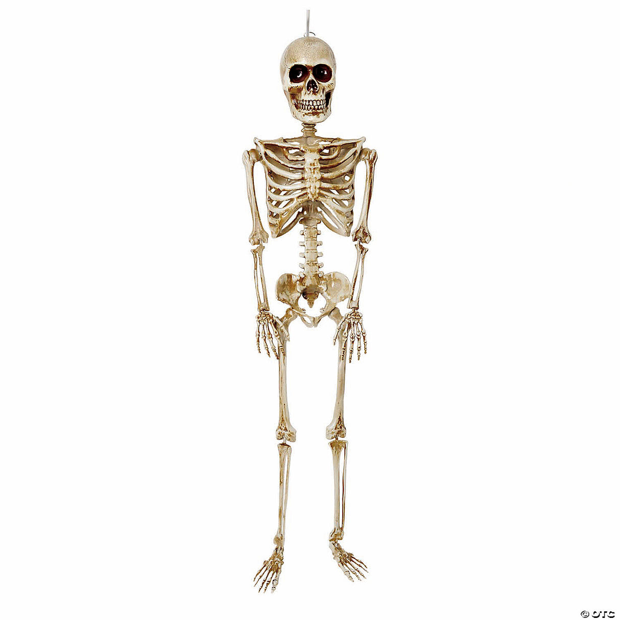 36" Articulated Skeleton