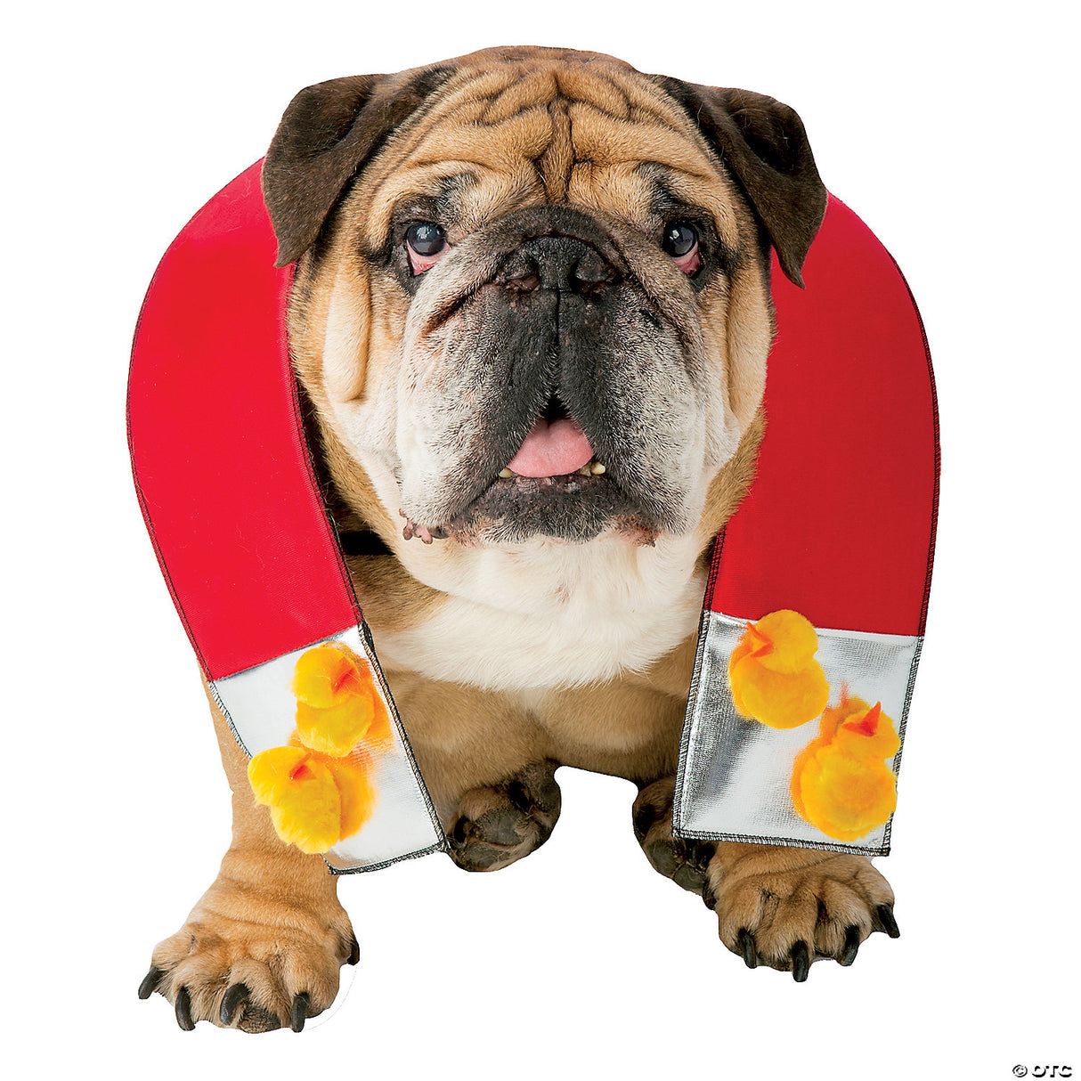 CHICK MAGNET DOG COSTUME