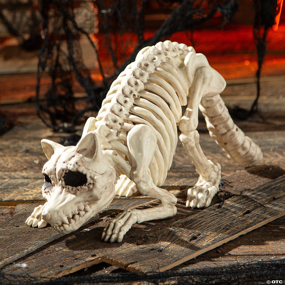Skeleton Racoon