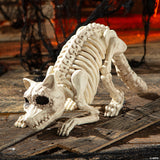 Skeleton Racoon