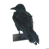 Black Raven Prop Halloween Decoration