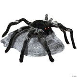Jumping Spider